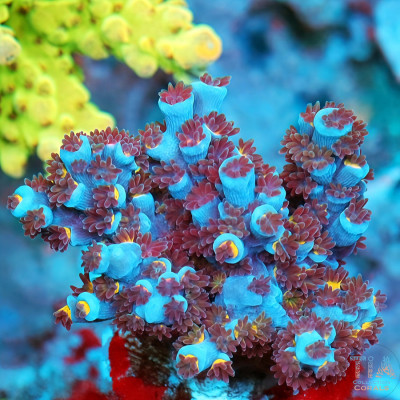 TIA Blue Inferno Acropora Colony (cut to order)