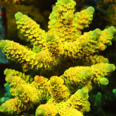 TIA Island Radiance Acropora Colony (cut to order)