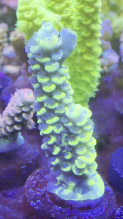 TIA Signature Chromaflair (WYSIWYG Frag)