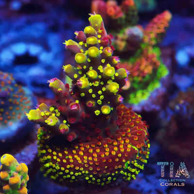 Grafted RR Robbinhood Acropora Colony (cut to order)