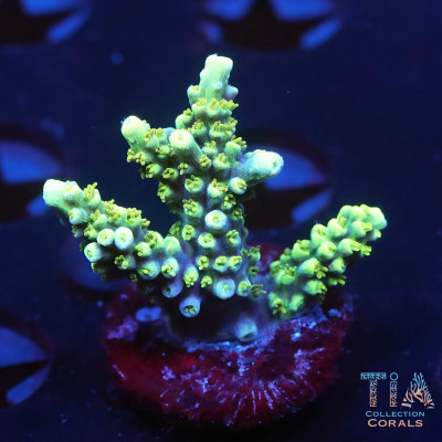 ORA Purple Plasma Acropora Frag