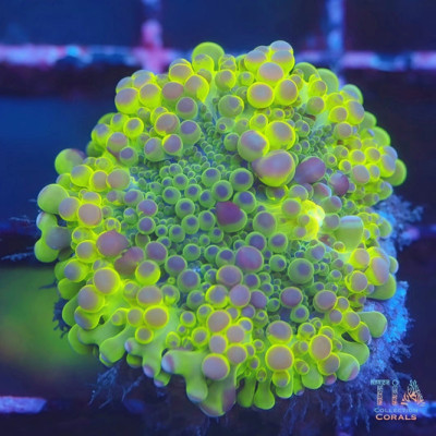 Lime Line Rainbow Yuma