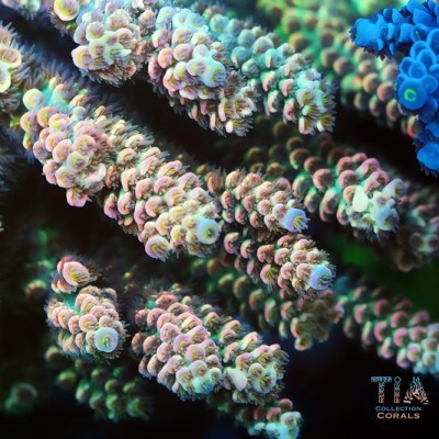 TIA Opal Pulse Acropora Colony (cut to order）