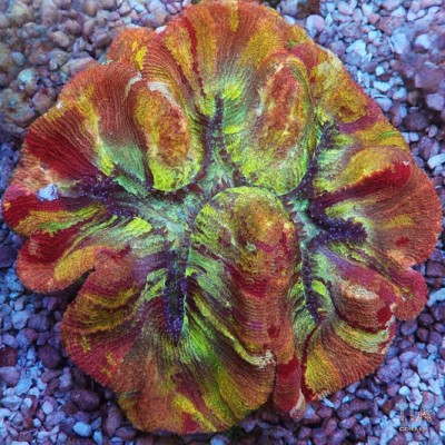 Rainbow Wellsophyllia