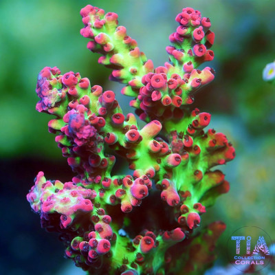 TIA Ultra Shortcake Acropora Colony (cut to order)