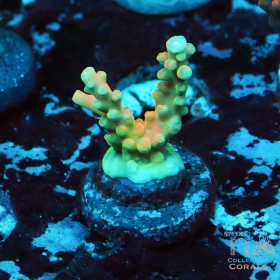 CB Flaming Unicorn Acropora Frag