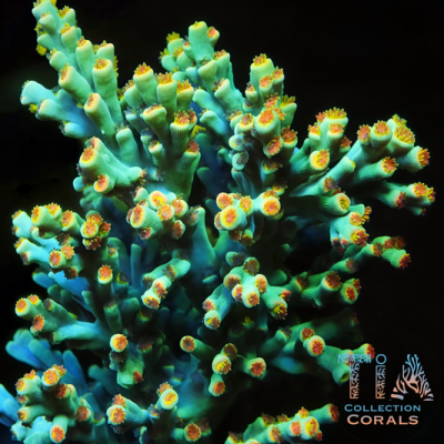 TIA Starburst Speciosa Colony (cut to order)