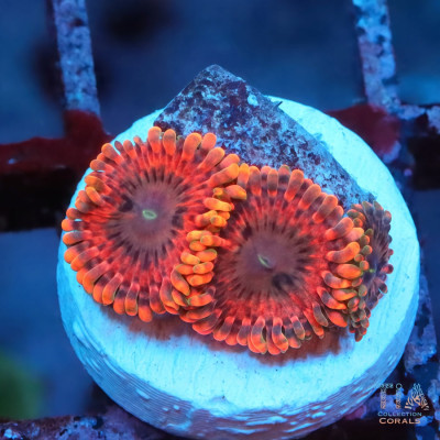 Fairy Fart Zoanthids