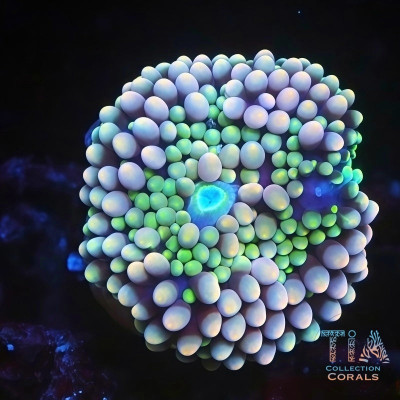 Purple Crystal Florida Ricordea Frag