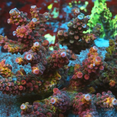 PC Rainbow Acropora Colony (cut to order)