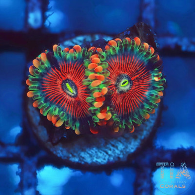 Salted Agave Zoanthids