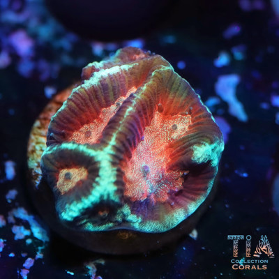 Deadpool Platgyra Maze