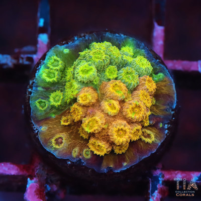 TIA Tropic Blend Cyphastrea Frag