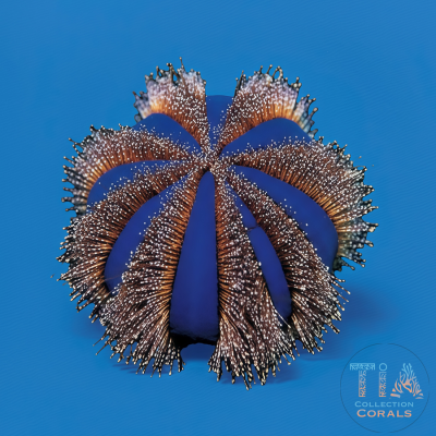 Tuxedo Urchins