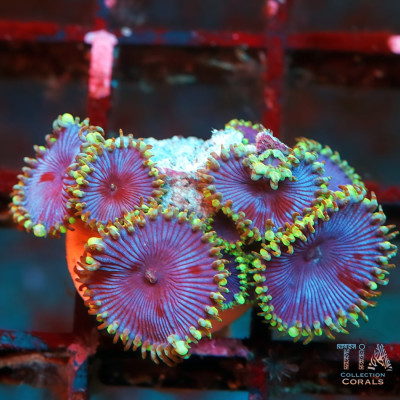 WWC Blue Death Palythoa Frag
