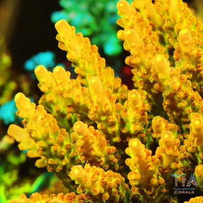 TIA Golden Knight Acropora Colony (cut to order)