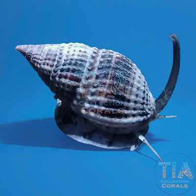 Nassarius Snail 5 lot