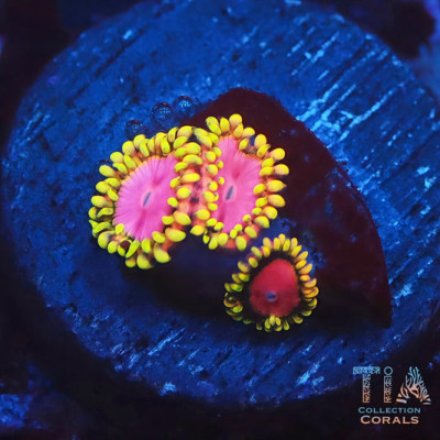 Pink Diamond Zoanthids