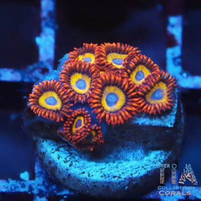 WWC Blondies Zoanthids Frag