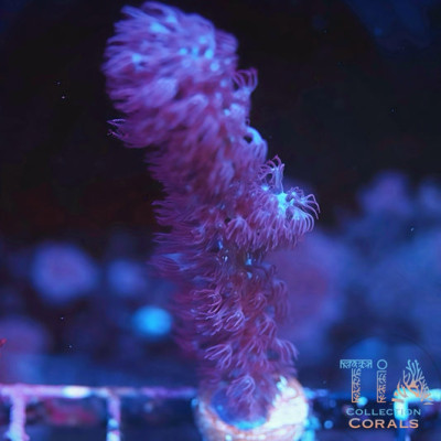 Giant Split Gorgonian Frag
