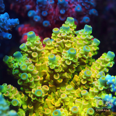 TIA Mello Yellow Tenuis Colony (cut to order)