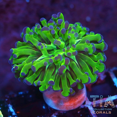 Blue Tips Frogspawn Frag