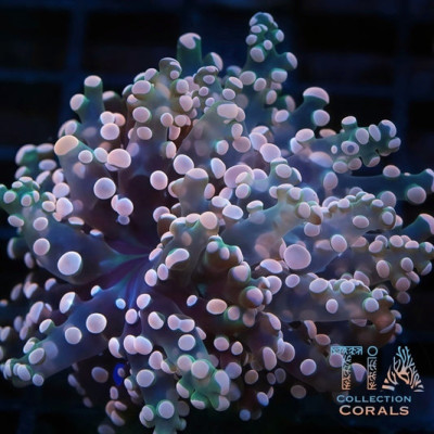 New Pink Lemonade Frogspawn Frag