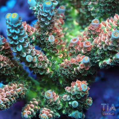 TIA Signature Fairy Garden Tenuis Acropora Colony (cut to order)