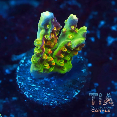 RR Rainbow Loom Acropora Frag