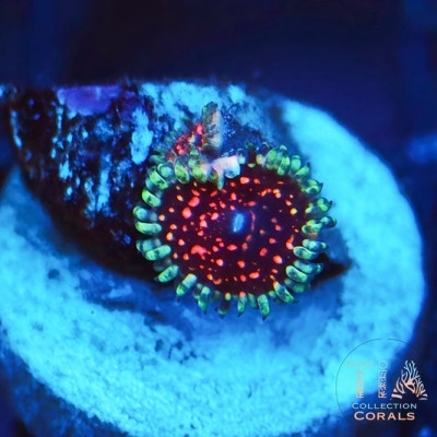 Rare Ultimate Pink Space Monster Zoanthids Frag