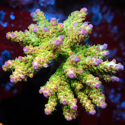 TIA Petal Veil Acropora Colony (cut to order)