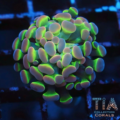 Grade A Hologram Hammer Frag