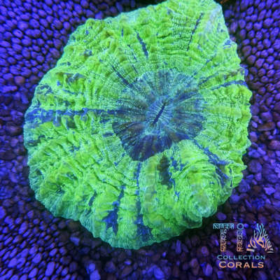 5”+ TIA Electric Lime Acanthophyllia