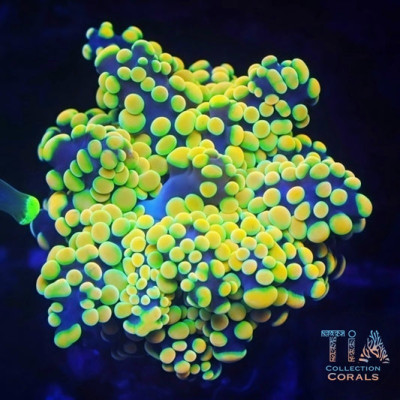 Indo Golden Suncoin Octospawn