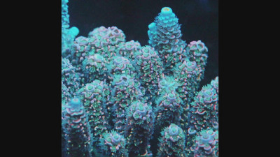 TIA Blue Whale Acropora