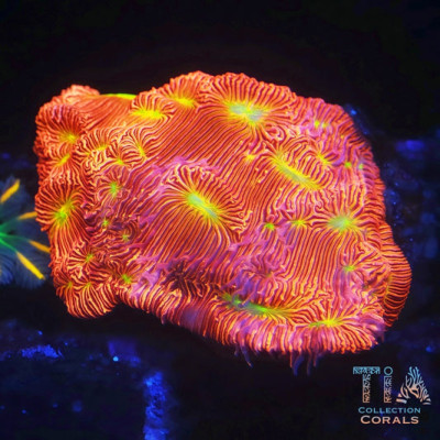 Jack o' lantern Leptoseris