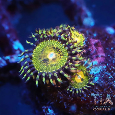 Death Star Zoanthids