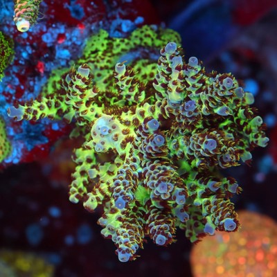 TIA Twilight Forest Acropora Colony (cut to order)