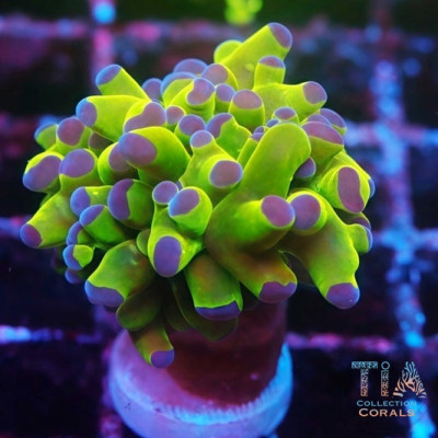 Purple Tips Frogspawn