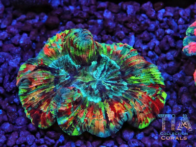 Heavenly Rainbow Trachyphyllia