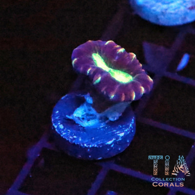 Purple Swirl Candy Cane Frag