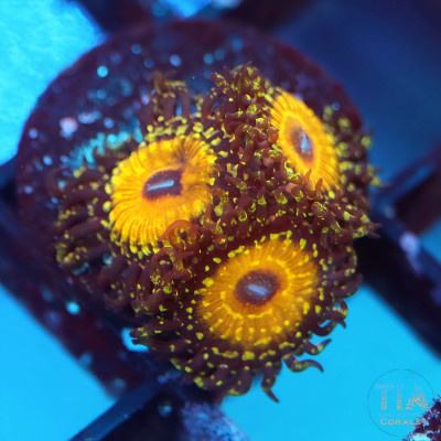 God Beast Zoanthids Frag