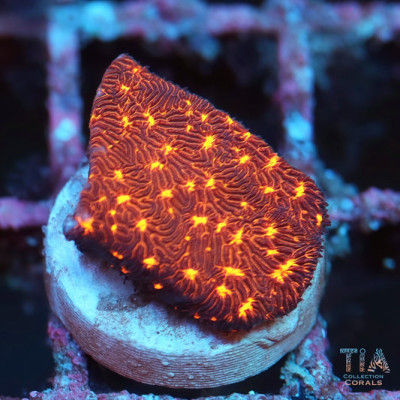 Fireworks Leptoseris