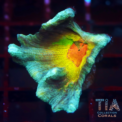 Rainbow Pectinia Frag
