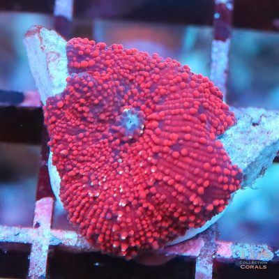 TIA Lava Bloom Discosoma Mushroom Frag