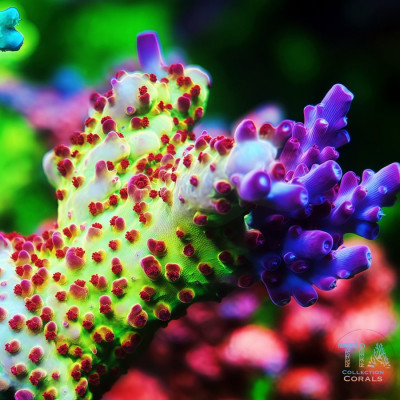 TIA Fusion Spark Acropora Colony (cut to order)
