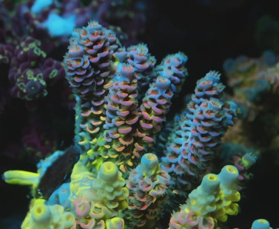 TIA Signature Chromaflare *Grafted* Colony (cut to order)