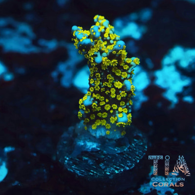 Ultimate Bonsai Digitata Frag