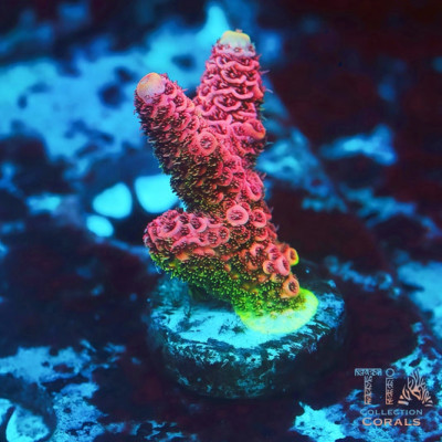 TIA Strawberry Fields Millepora