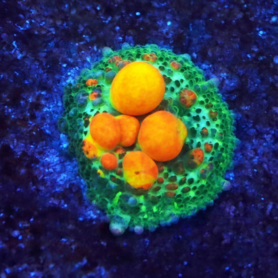 OG Bounce Mushroom 3